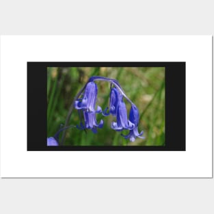 Bluebell in the shade Posters and Art